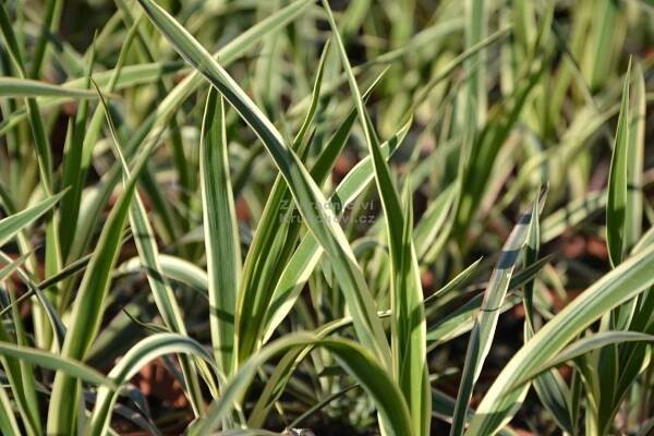 Yucca filamentosa " Bright Edge " - juka vláknitá Zahradnictví Krulichovi - zahradnictví, květinářství, trvalky, skalničky
