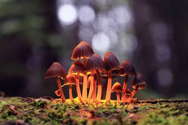 Psilocybin mushroom
