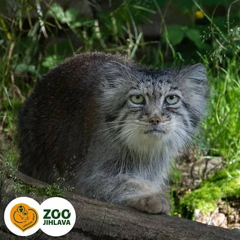 manul | E-shop Zoo Jihlava