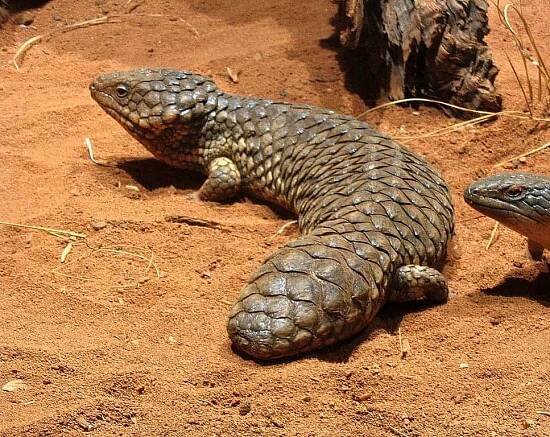 5 romantic animals that mate for life