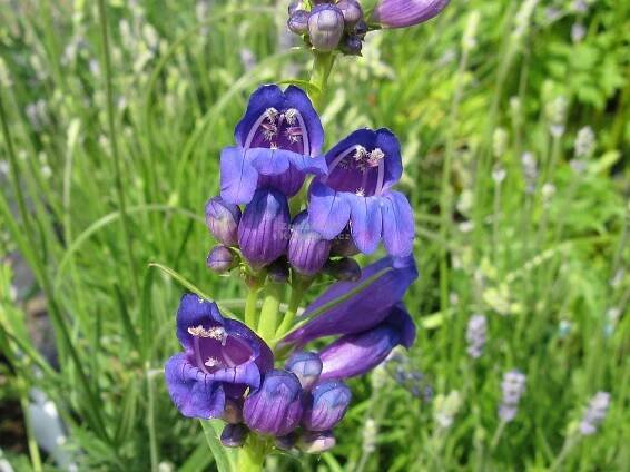 Penstemon strictus - dračík Zahradnictví Krulichovi - zahradnictví, květinářství, trvalky, skalničky, bylinky a koření 
