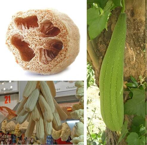 Esponja vegetal Luffa usos