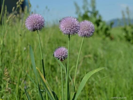 Česnek (Allium amblyophyllum)