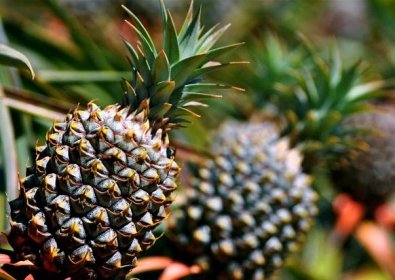 Kokain v ananasu? V Portugalsku ho našli přes sedm metráků