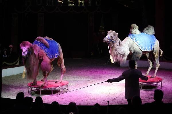Ve Zlíně hostuje Cirkus Humberto, nabídne i artisty z osmi zemí. Podívejte se