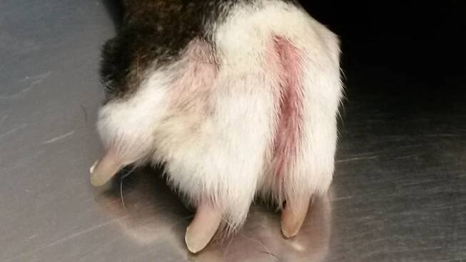 pododermatitis-perro-3