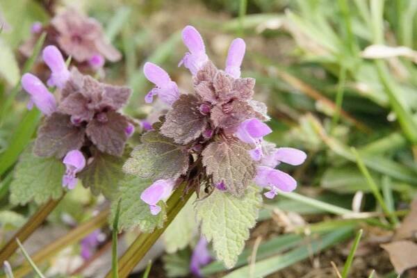 Foraging & Uses for Purple Dead Nettle - Lonely Pines Farm