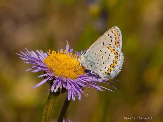 Butterflies | CSolitude Photography