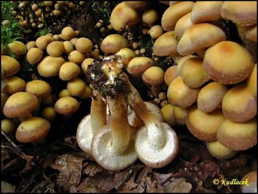 Opeňka měnlivá (Kuehneromyces mutabilis) - Atlas hub - naHoubach.cz