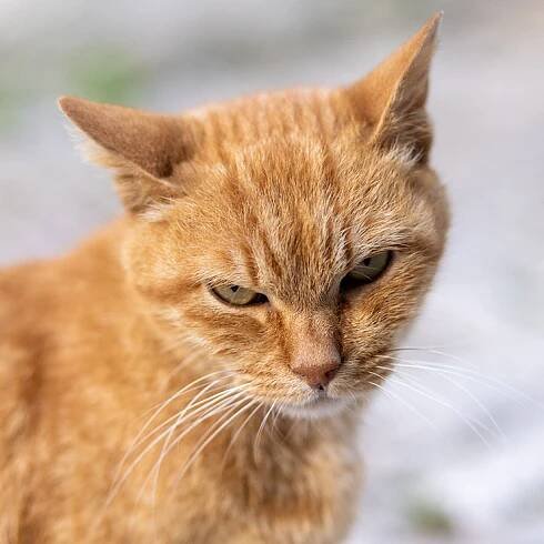Tomcat in Rovinj