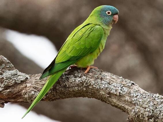 Blue Crowned Parakeet Parrot Breed Characteristics & Best Care Guide 2024