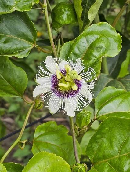 Mučenka - Maracuja (Passiflora edulis) semenáč
