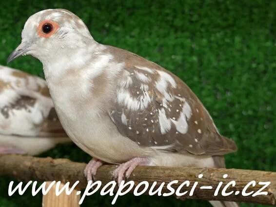 Papoušci