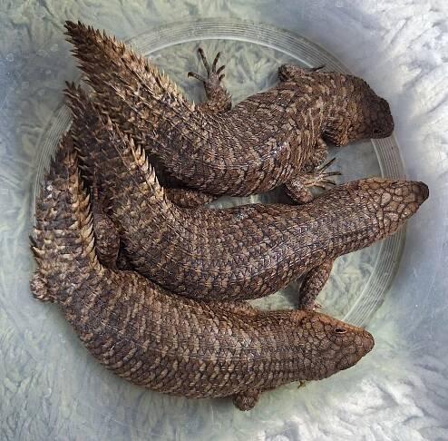 Egernia stokesii
