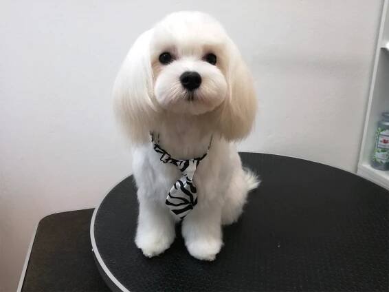 Stříhání malých plemen psů Praha, Černý Most GROOMMISTR grooming-studio • Firmy.cz