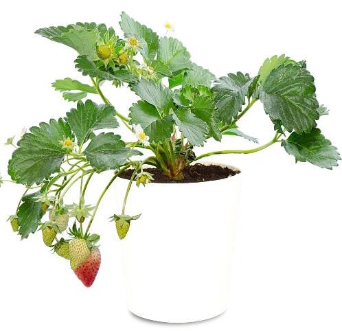Kitchen Passion : kweek je eigen groenten en fruit