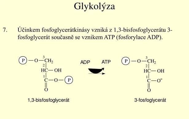 PPT - Metabolismus sacharidů PowerPoint Presentation, free download - ID:2979909