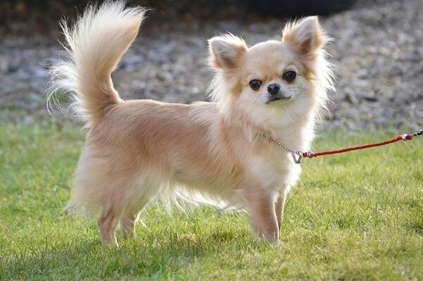 Xeca, a Valenchino Chihuahua, was named Best Puppy in Breed at Crufts 2014. Sh was snatched with four other dogs, including her mother Io and grandmother Angel, from a house in East Yorkshire on Thursday.