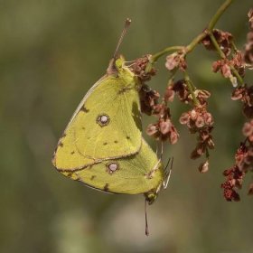 Clouded yellows mating Colias croceus ♂♀