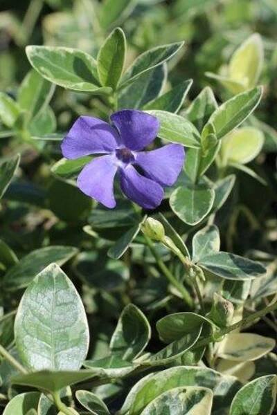 Vinca minor 'Sterling Silver'