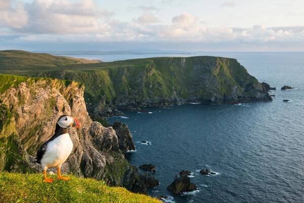 A puffin keeps an eye out on the Shetland island of Unst (Getty Images)