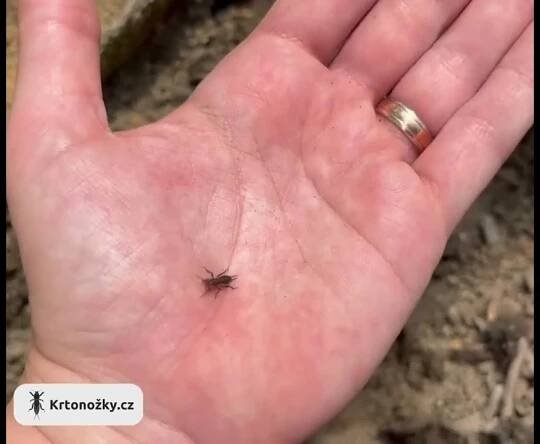 Mladá larva krtonožky obecné