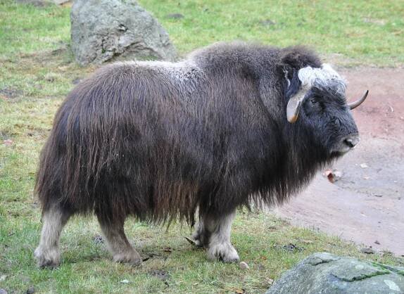 musk ox - Wiktionary, the free dictionary