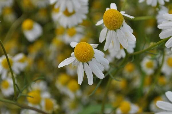 Chamomile
