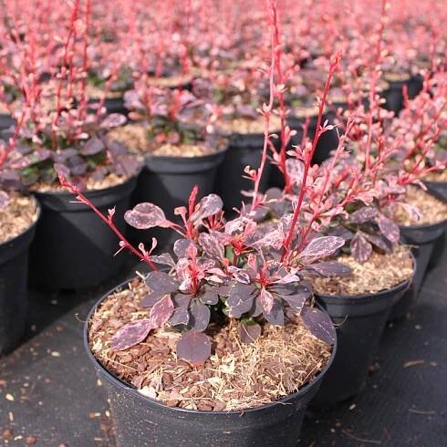Herbaedeck HBR saves labor and protects against weeds and moss - Lensli