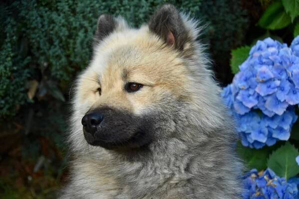 Pes, Pes Eurasier, Pes Plemene