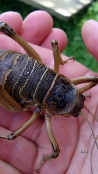 Surprising facts about the giant weta