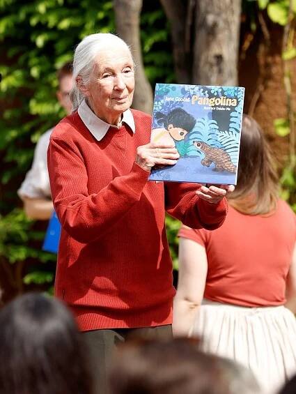 Zemřela Jane Goodallová (†91): Slavná bioložka zasvětila život šimpanzům