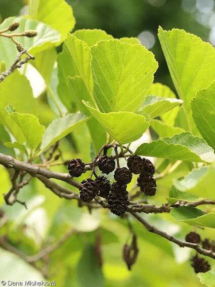 Alnus glutinosa – olše lepkavá