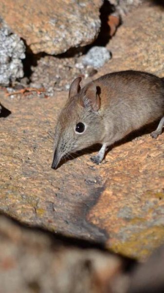 10 smallest animals in the world