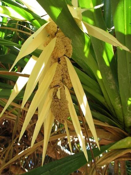 Soubor:Pandanus tectorius (5187733531).jpg – Wikipedie