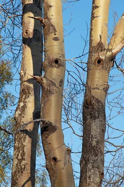 Life and death in an aspen tree