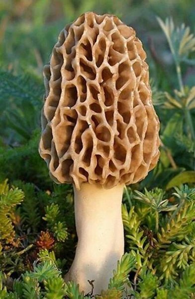 TRUE morel mushroom grow kit grow morel mushrooms at home and garden | Stuffed mushrooms, Garden mushrooms, Growing mushrooms