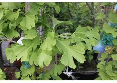 Jinan dvoulaločný - Ginkgo biloba, Kontejner o objemu 35 litrů