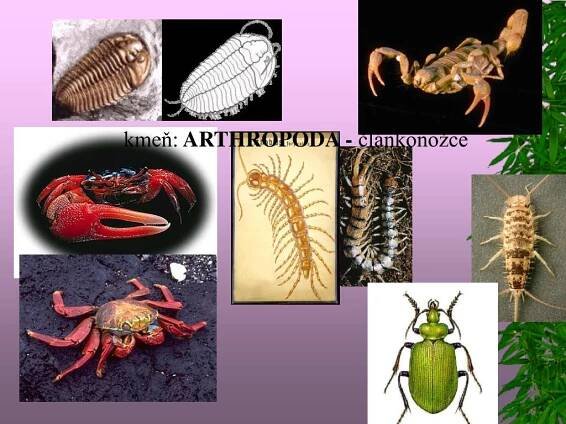 kmeň: ARTHROPODA - článkonožce