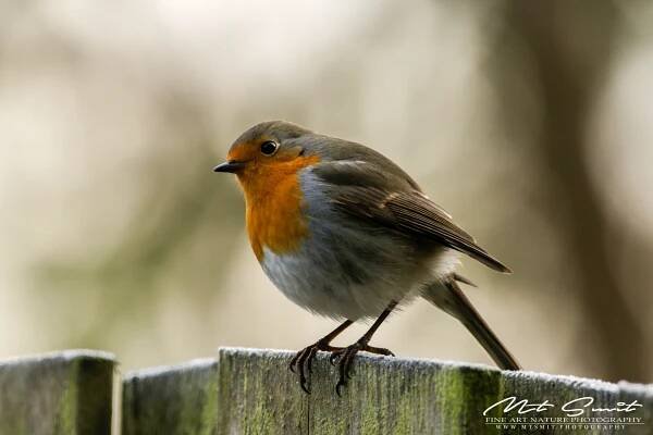Red_Robin – Natuurfotografie | MTSMIT | Fine Art Nature Photography