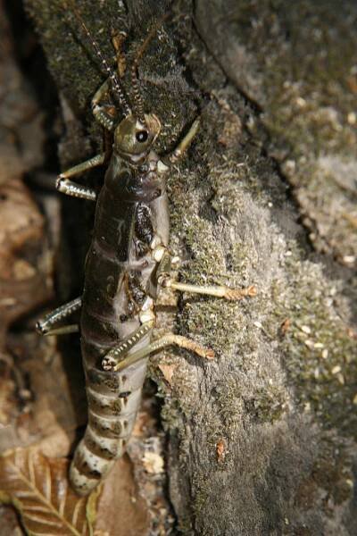 Arthropods - Claudio Quilodran 