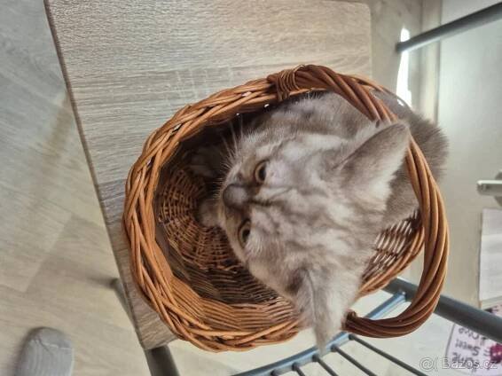 Prodám kotata Whiskas