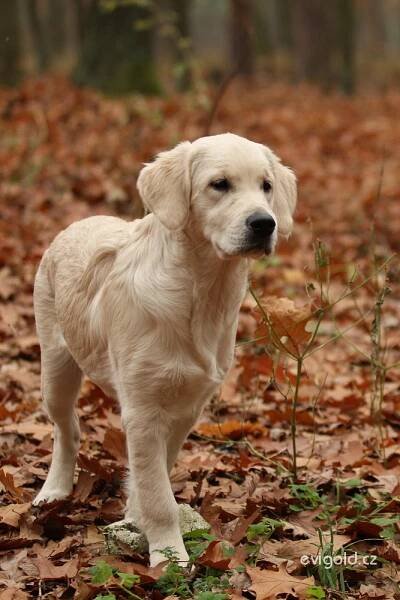 Era z Botičských Meandrů - Feny | Evigold - zlatý retrívr - golden retriever - štěňata - stříhání - úprava srsti