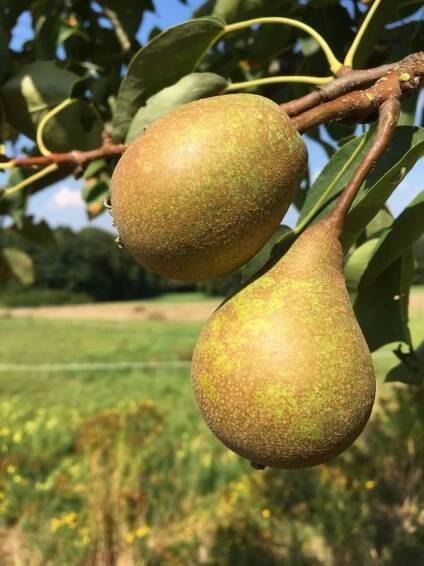 Birnbaum Gute Graue