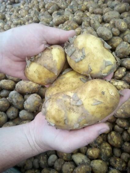 BRAMBORY NA USKLADNĚNÍ 8kč / kg CIBULE 12kč/kg - Kutná Hora - Bazar