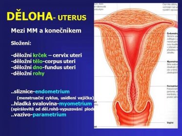 -děložní krček – cervix uteri. -děložní tělo-corpus uteri. -děložní dno-fundus uteri. -děložní rohy. ..sliznice-endometrium. (menstruační cyklus, usídlení vajíčka) ..hladká svalovina-myometrium. (spirálovitě od děl.rohů-vypuzování plodu) ..vazivo-parametrium.