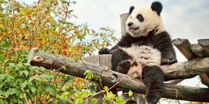Výlet do vídeňské zoo: pandy, orangutani a další
