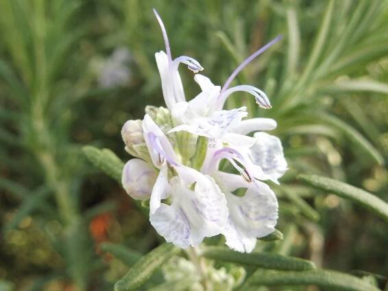 Rosmarinus officinalis " Blue Winter " - rozmarýn Zahradnictví Krulichovi - zahradnictví, květinářství, trvalky, skalničky