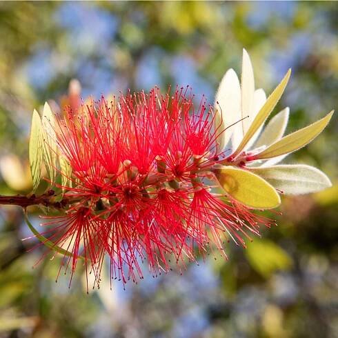 Štětkovec – Callistemon citrinus – prodej semen štětkovce