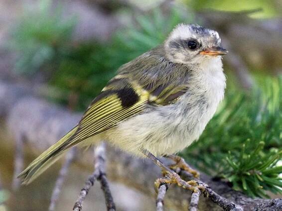 - Golden-crowned Kinglet